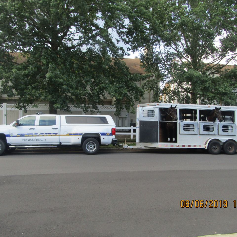 Nno horse
