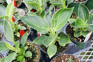 Birkinphilodendron