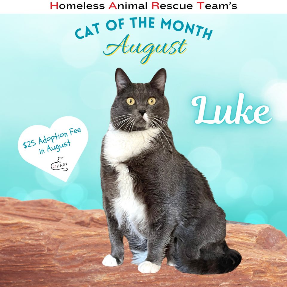 August cat of the month luke (instagram post)