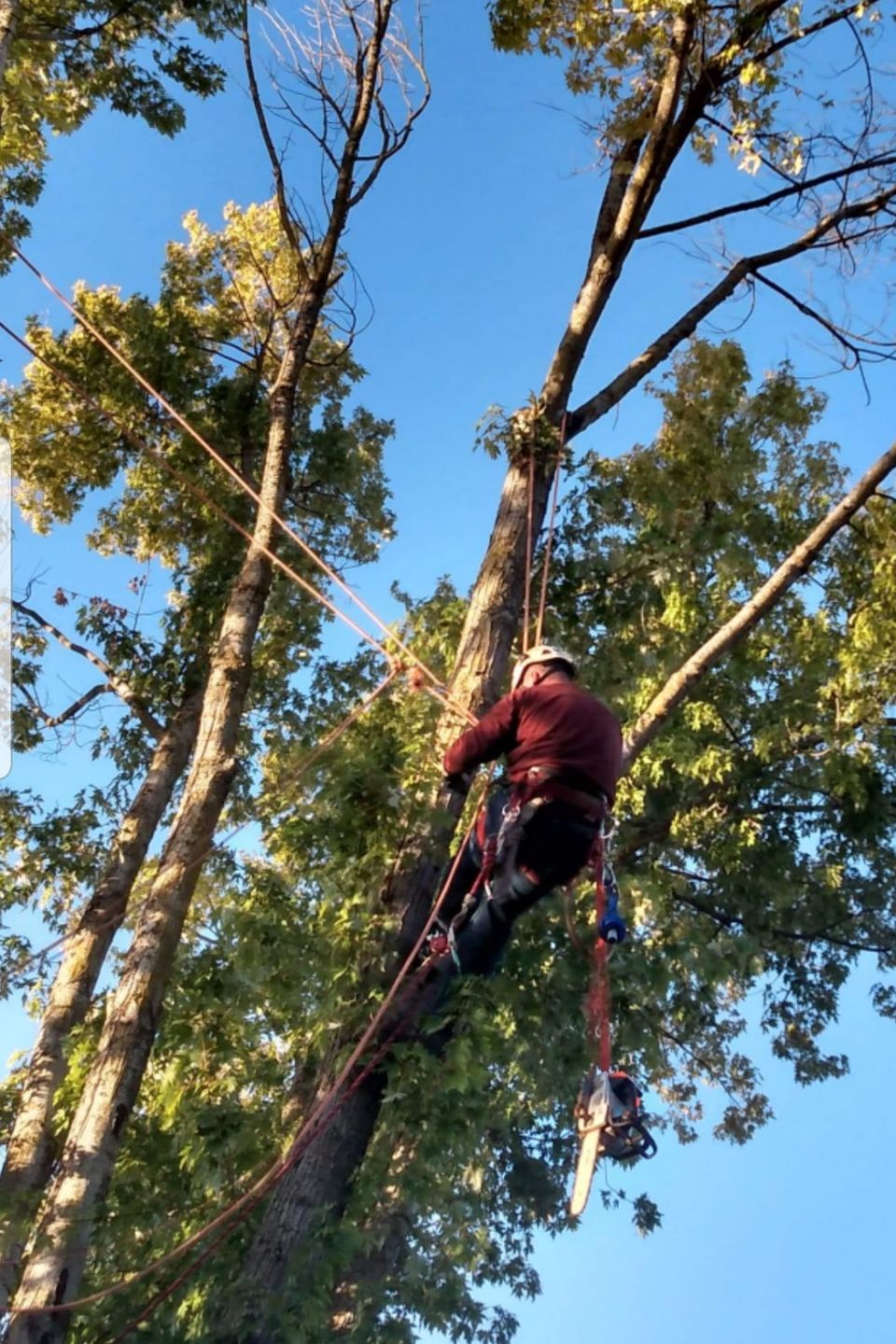 Skilled tree climber performing precision cutting while secured by industry-standard safety harnesses and ropes.