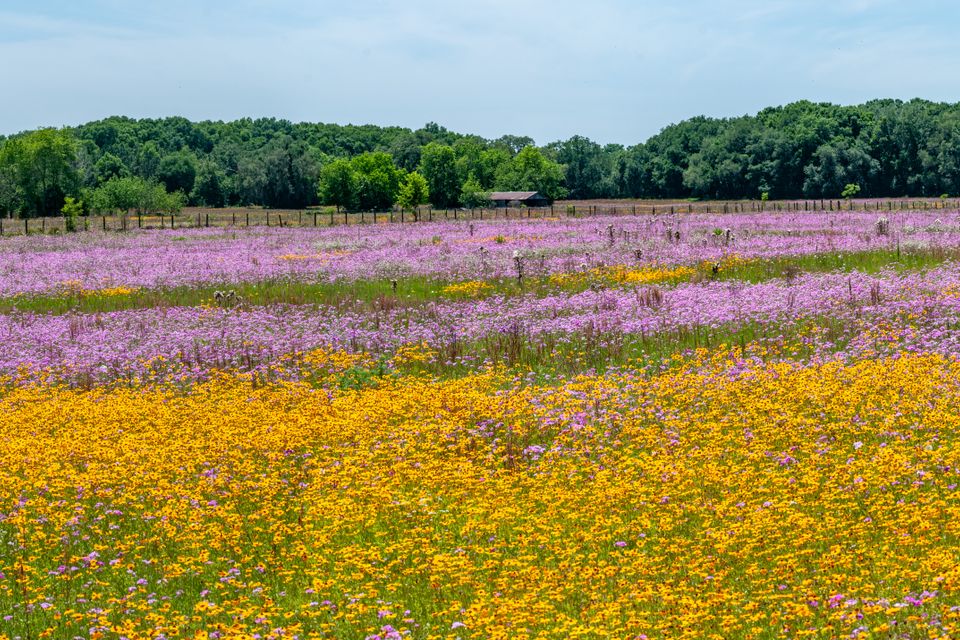  dsc6151 pano