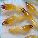 Subterranean termites soldiers.25461646 std
