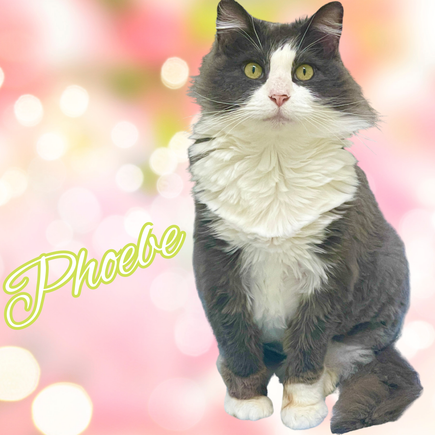 Phoebe (1)