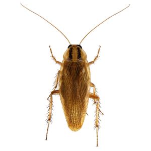 Germancockroach