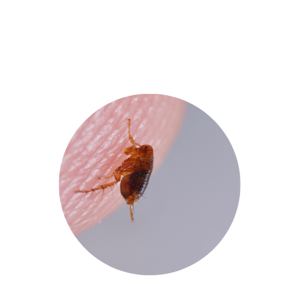 Flea circle lanser pest solutions