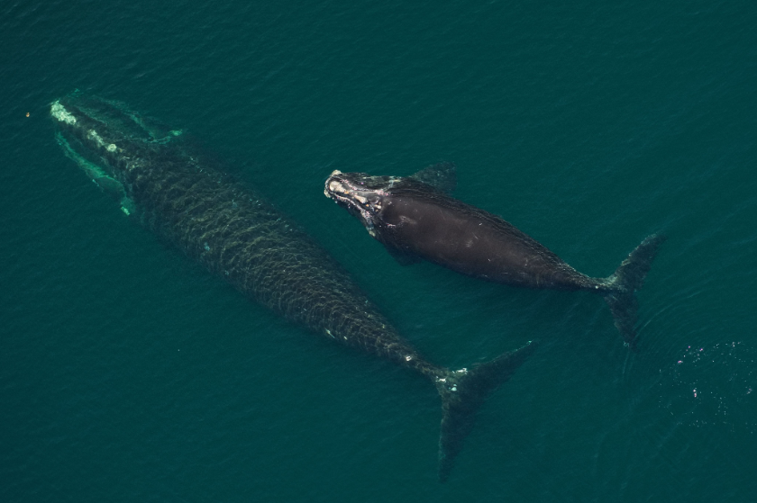 North atlantic right whale