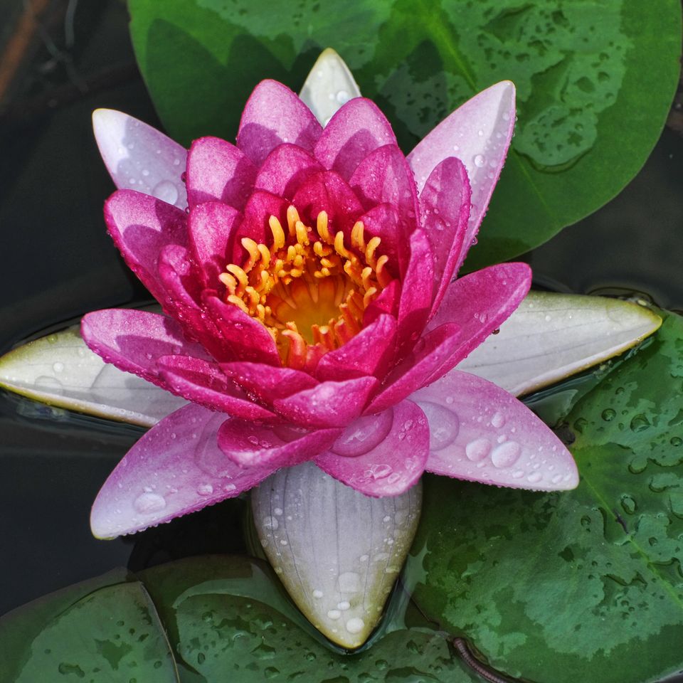 Lotus blossom 3