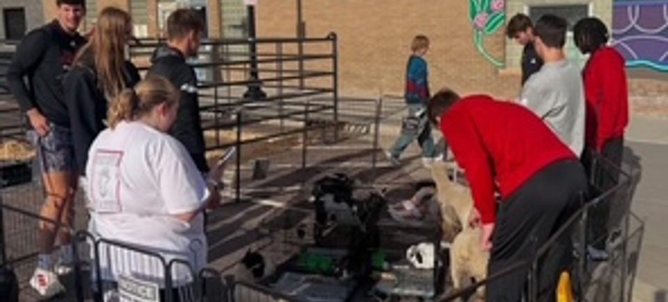 Petting zoo mens bb   copy