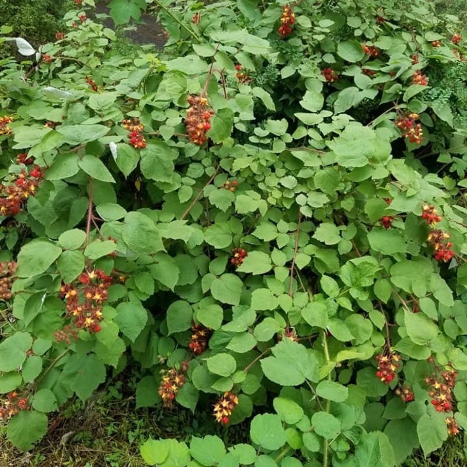 Wild rasberries