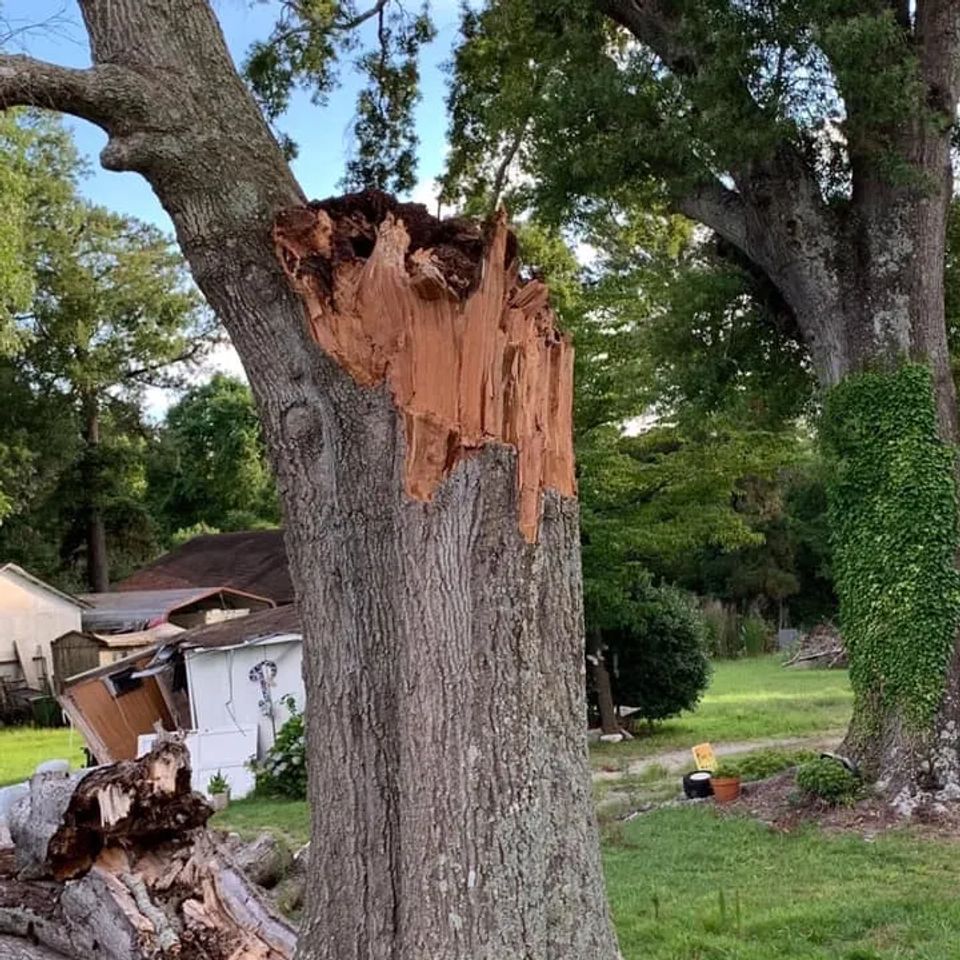 Emergency Tree Service by Lanier Tree Service of Kinston servicing homes in Eastern NC.