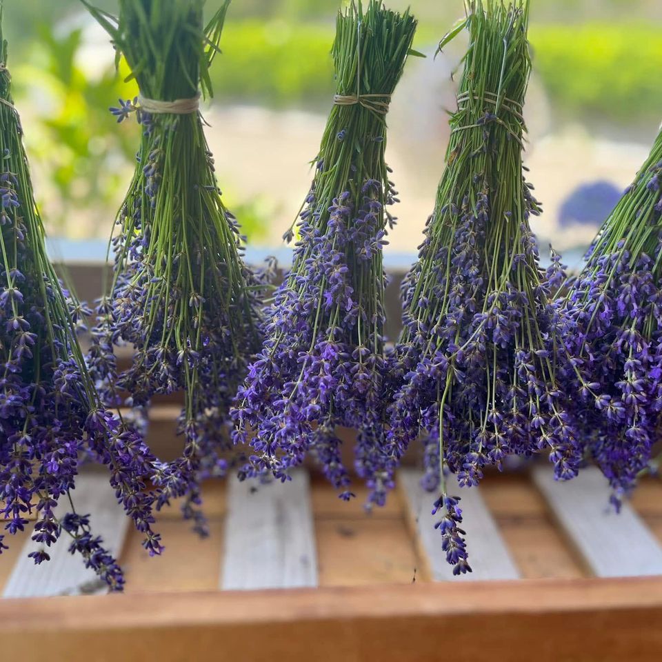 Lavenderatstillewatermorelavender