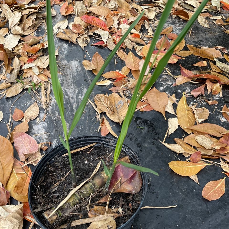 Sugar cane
