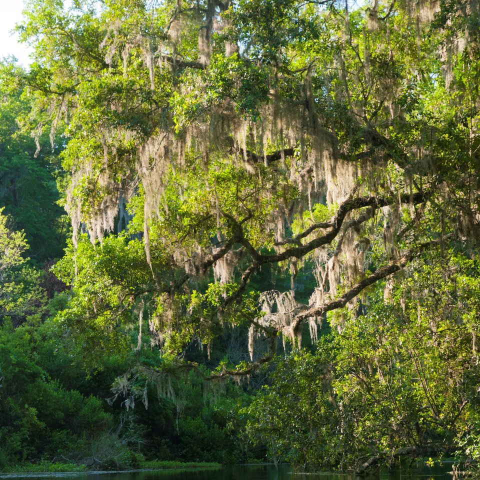 Ichetucknee springs 50