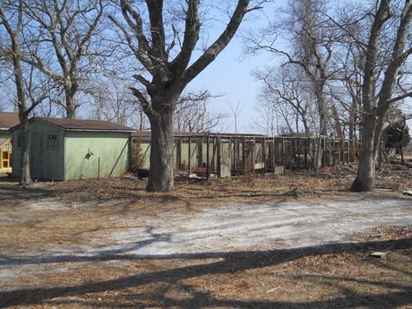 8 dog kennel