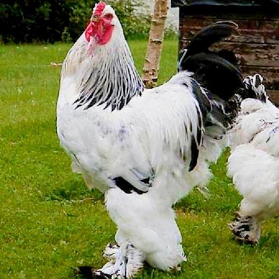 Brahma chicken (2)