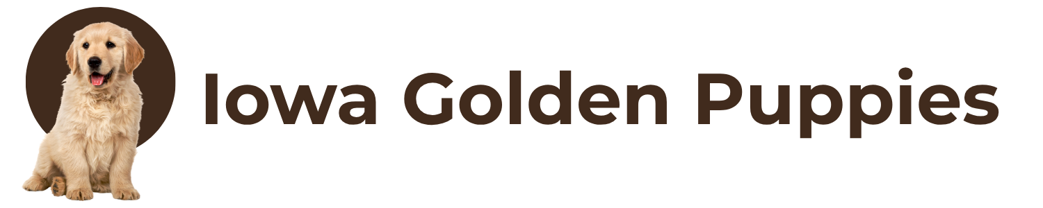 Iowa Golden Puppies