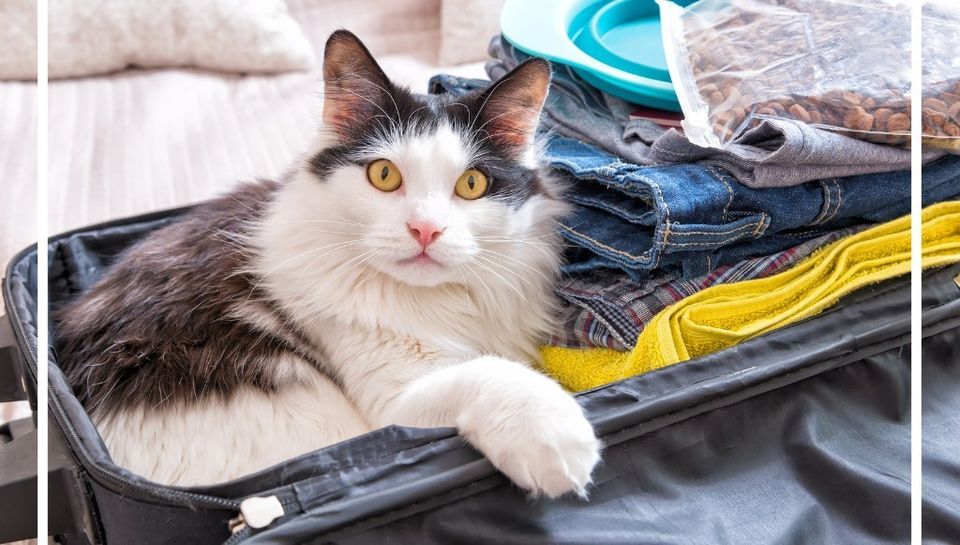 vet in rockingham county, vet in reidsville, wentworth animal hospital, grooming in reidsville, boarding in reidsville, dog kennel in reidsville, cat kennel reidsville