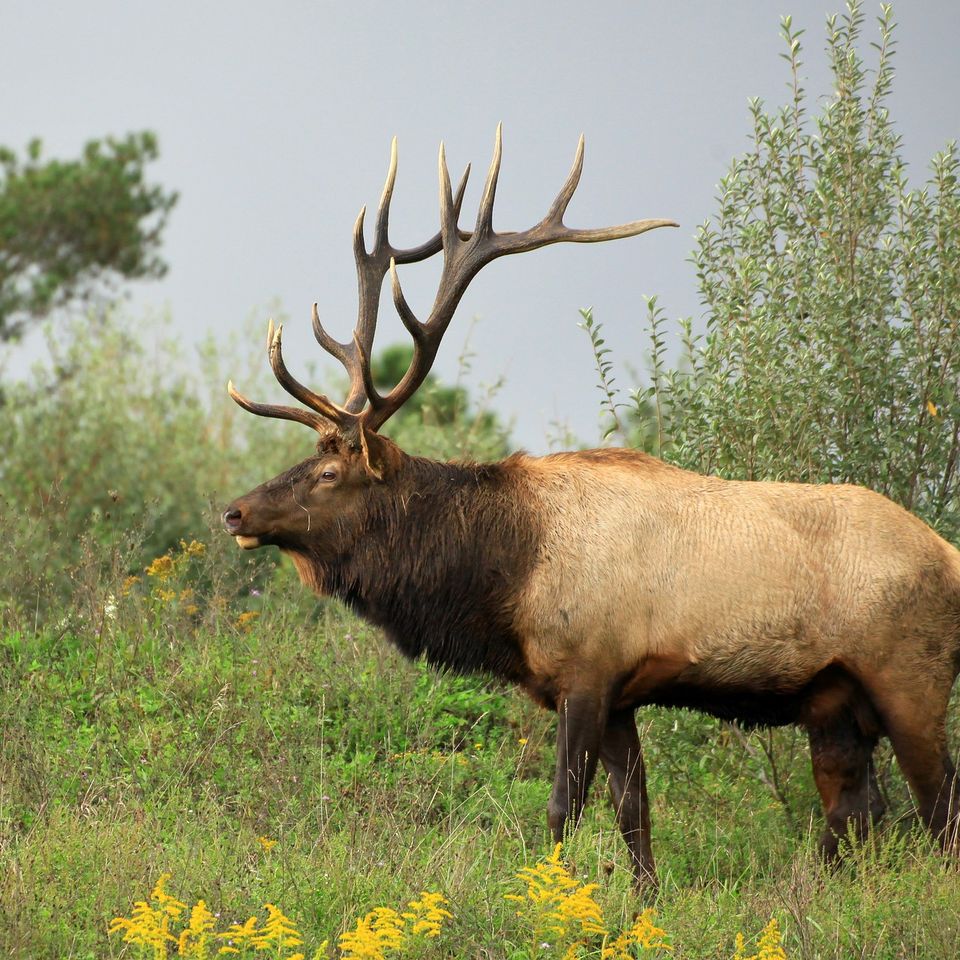 Elk g9cbcfb510 1920