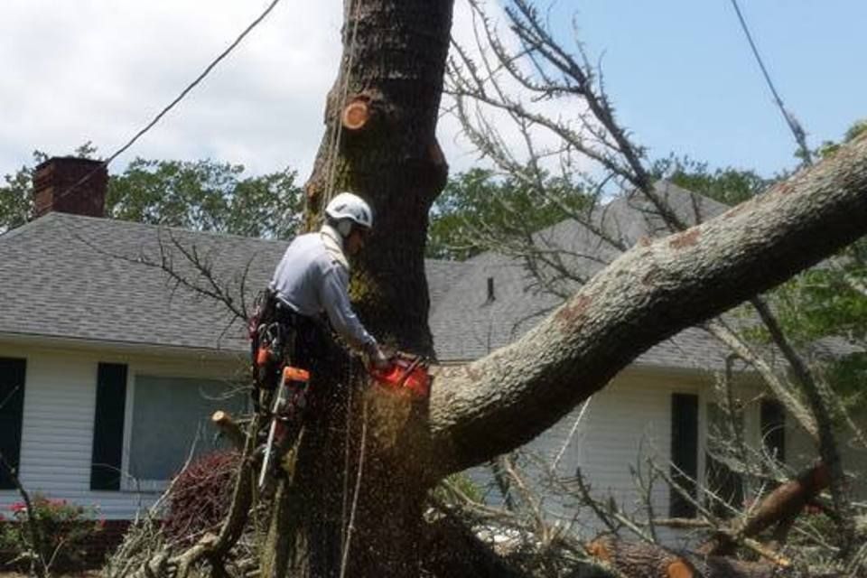 Carolina construction plus tree service