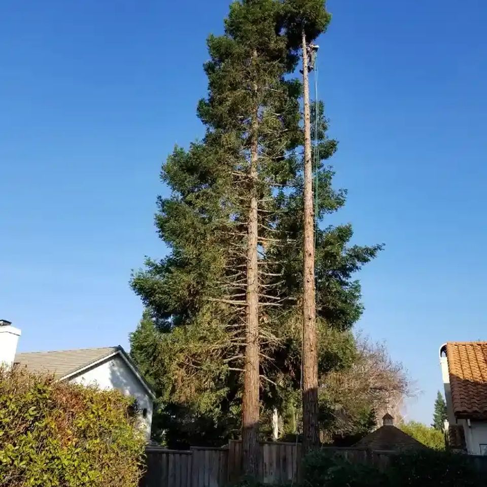 Specialized tree removal by Lyons Tree Service in Roseville, CA, showing a large trunk being dismantled with professional rigging, safety lines, and climbing gear for high-risk residential property protection