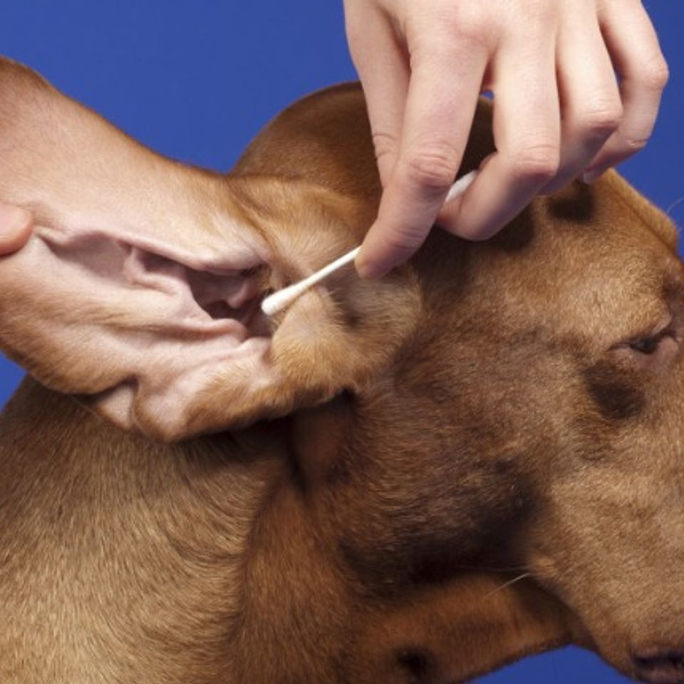 Web capture 22 12 2023 163527 www.akc.org