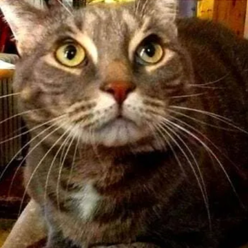 Bobs favorite feline