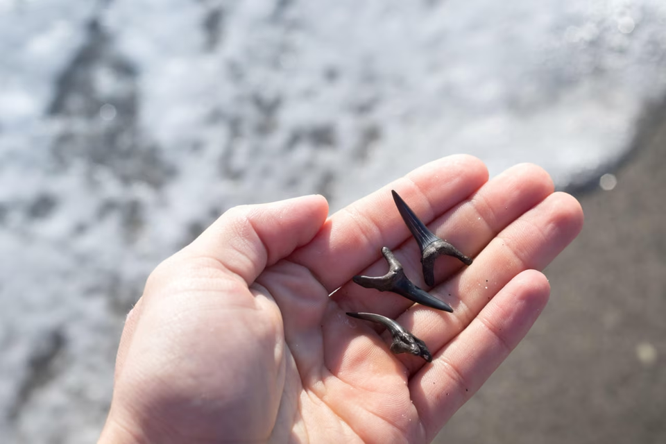 Shark tooth charleston tours