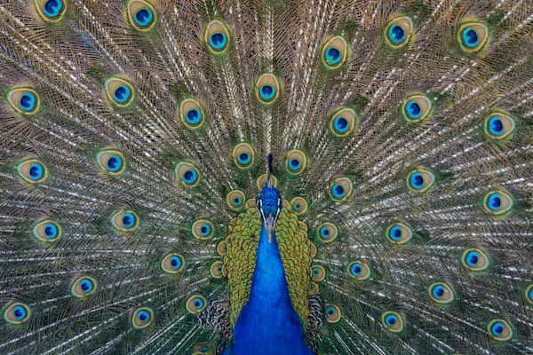 Peacock with their feathers outstretched 
