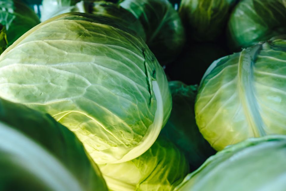 Cabbage green