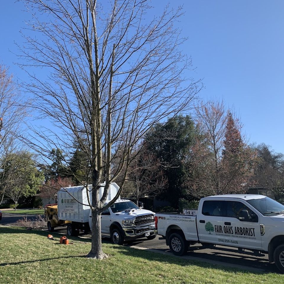 Arborist working high in a tree while Fair Oaks Arborist trucks and equipment are on site