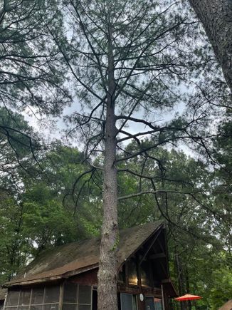 Pine tree 2