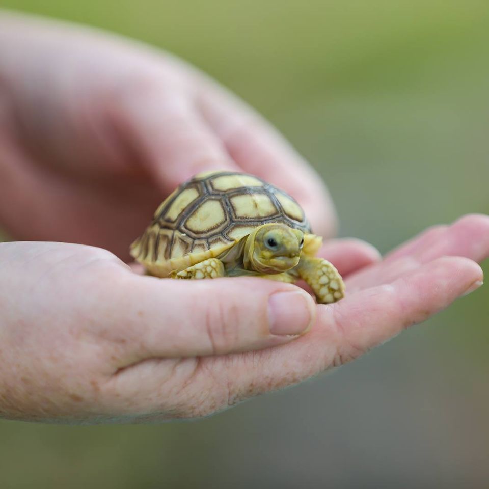 Holding a baby turtle in florida