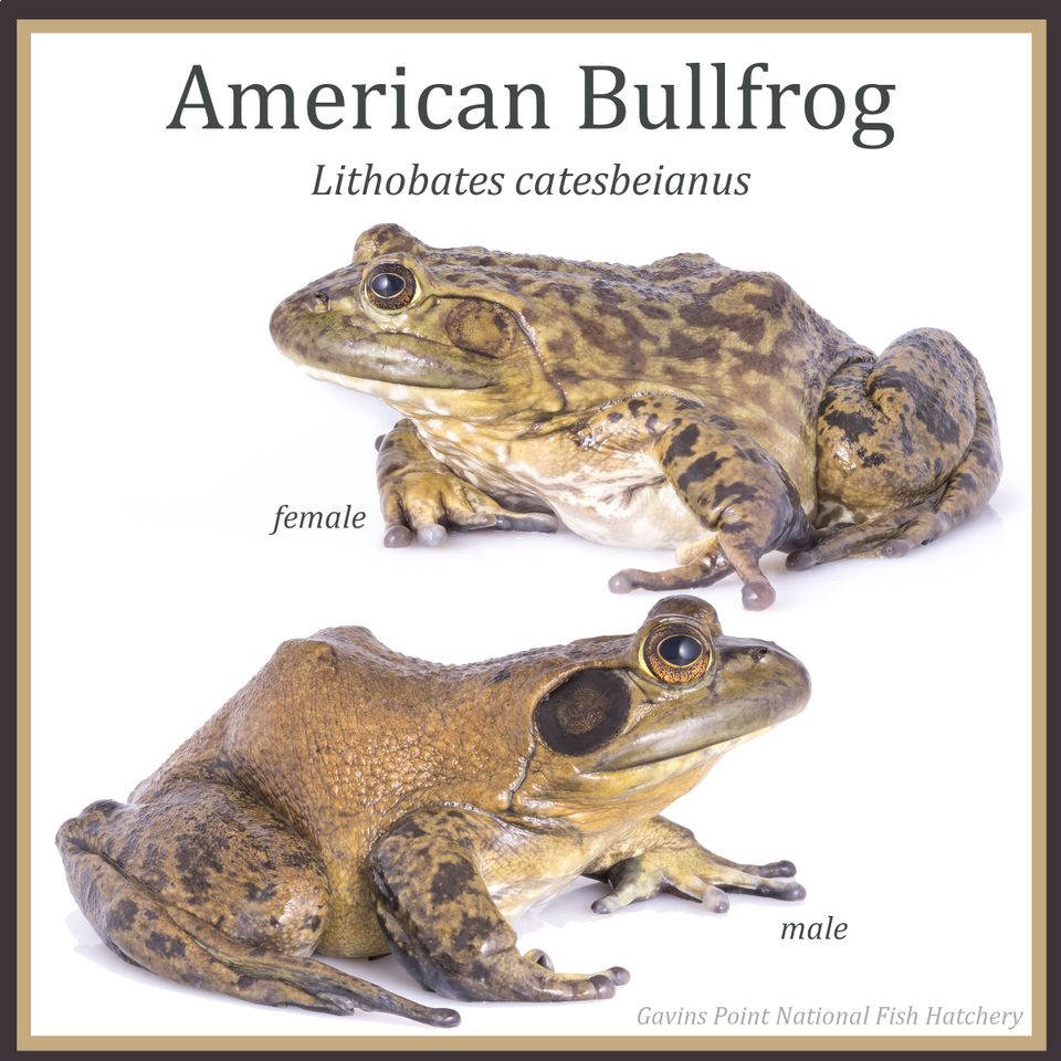Bullfrog sam stukel 2020 collage