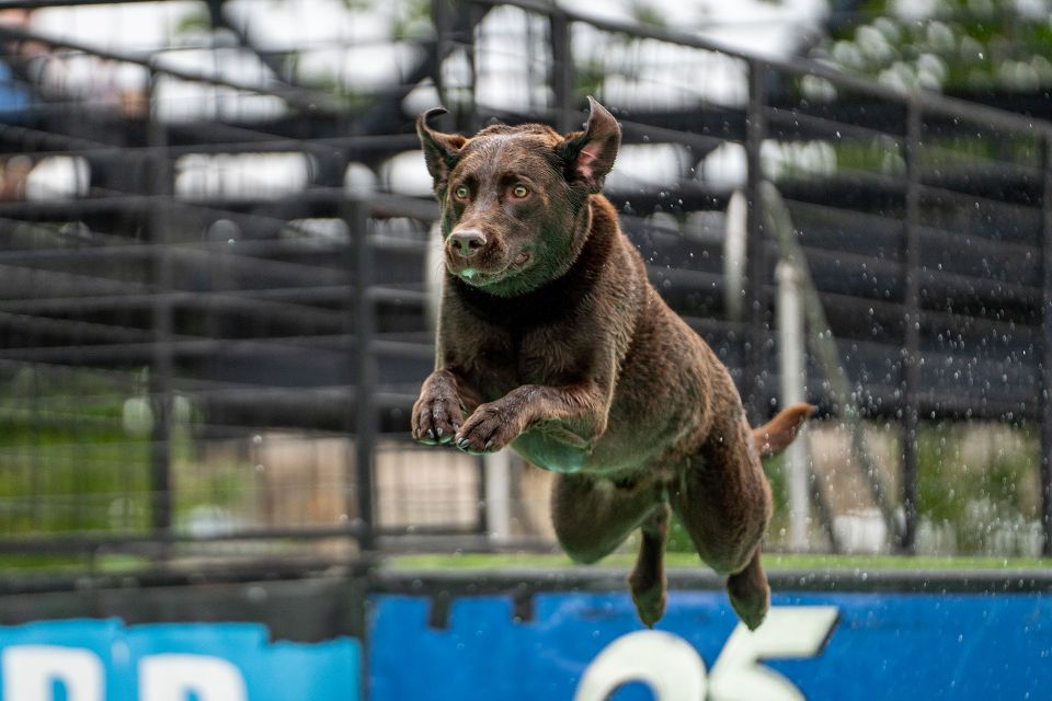Dog diving gd3efe5709 1920
