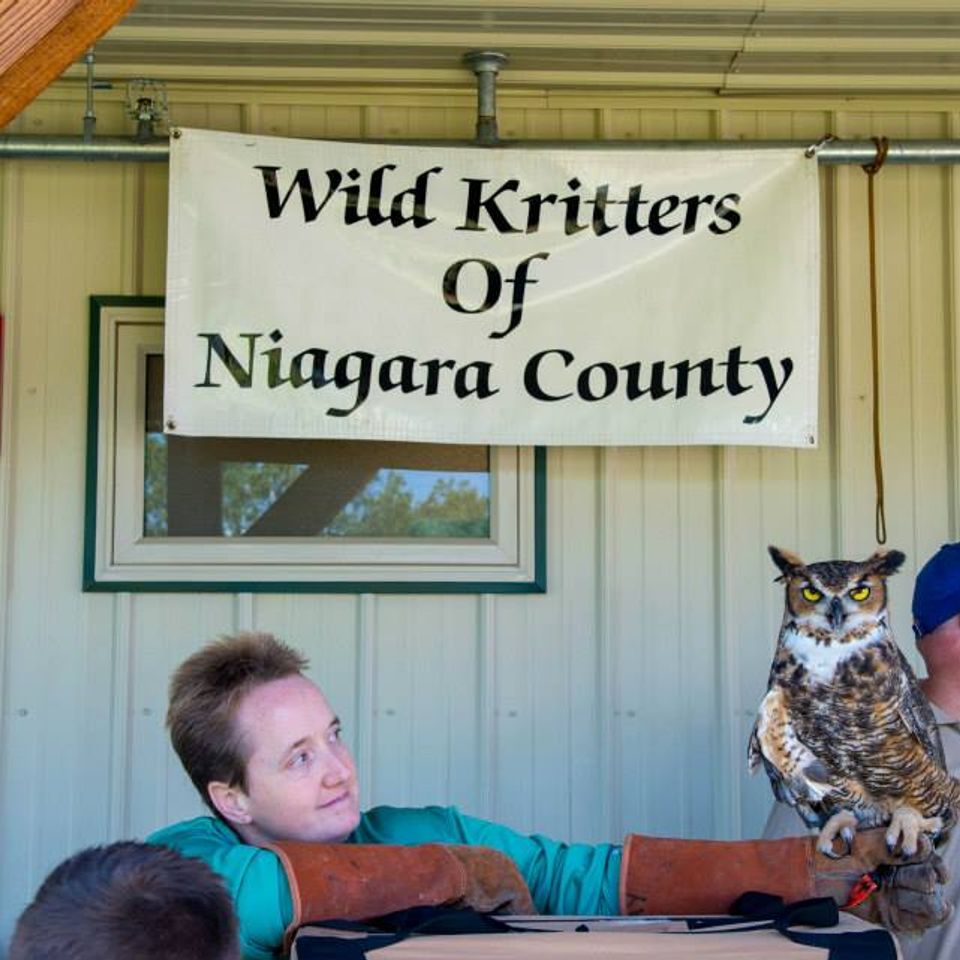 Wild Kritters Show Display
