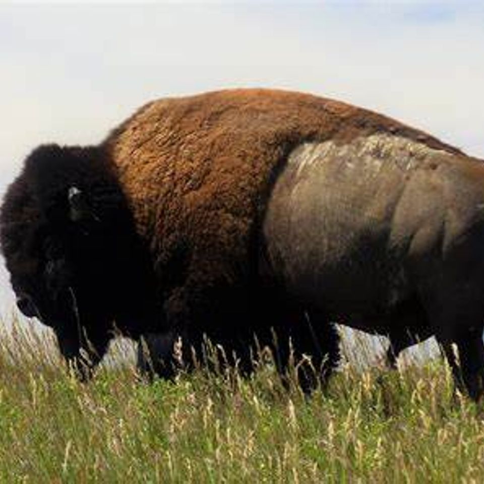 Bison 2