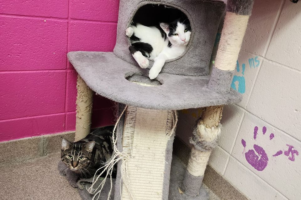 Kem2