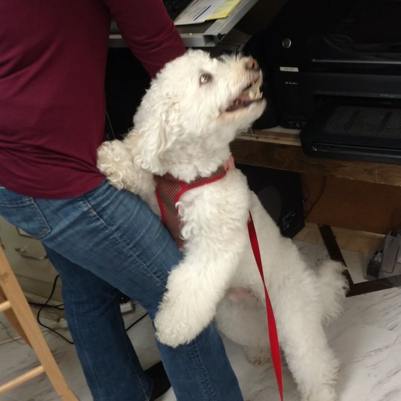 All Aboard Dog Grooming