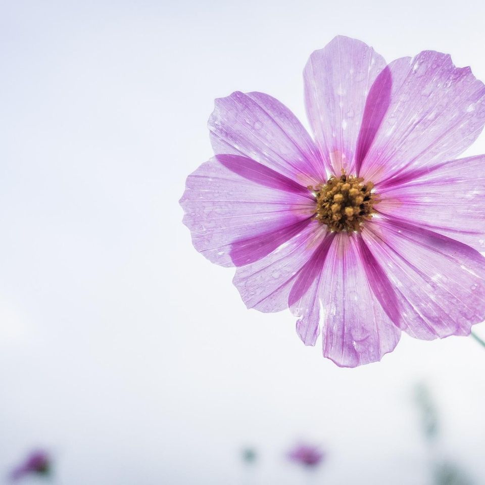 Cosmos flower g5518de208 1920