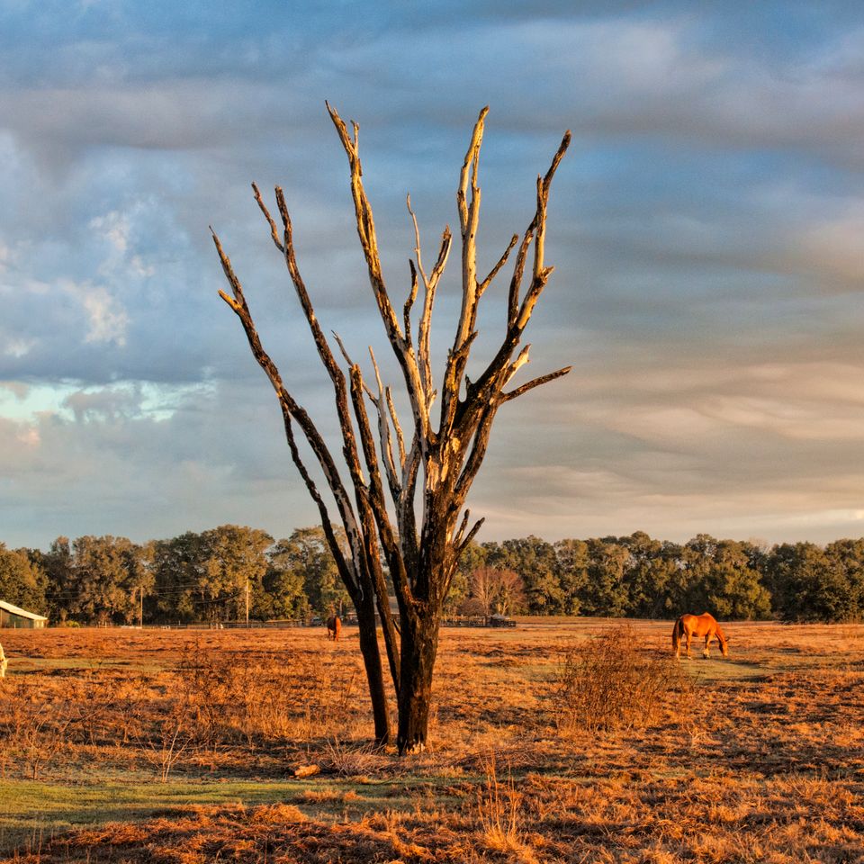 Horses in pasture