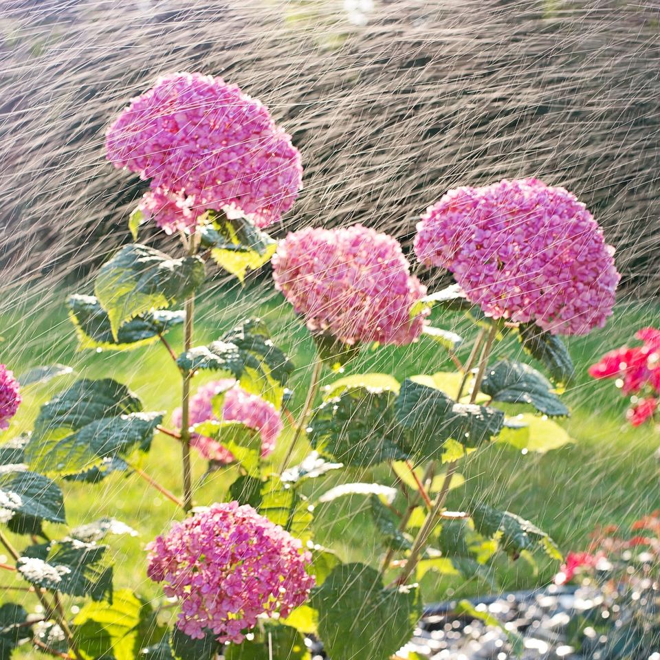 Seasonal Irrigation