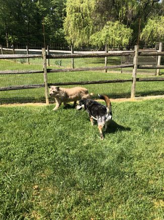 2 dogs  4