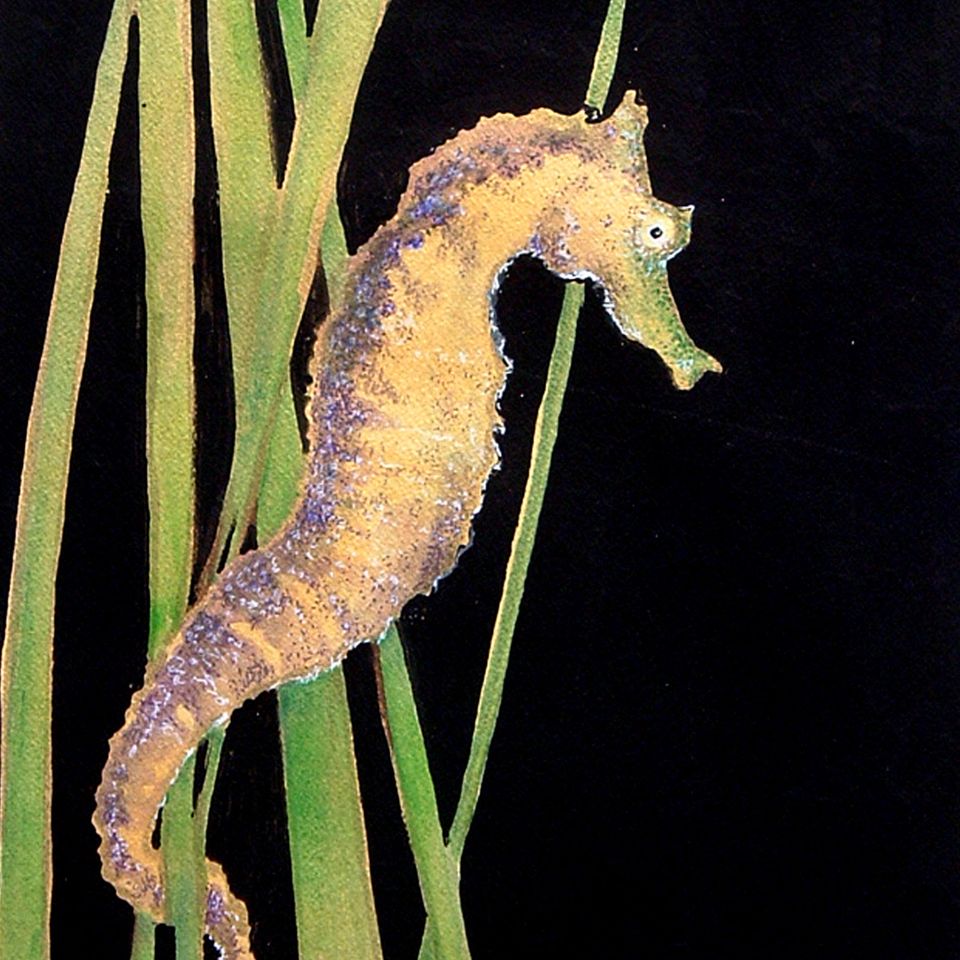 Seahorse