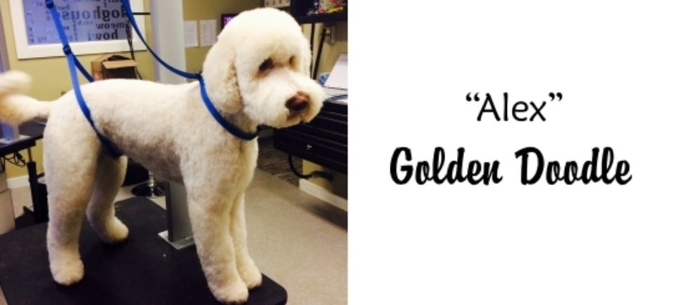 Faces   alex golden doodle20150623 16889 13a8bai