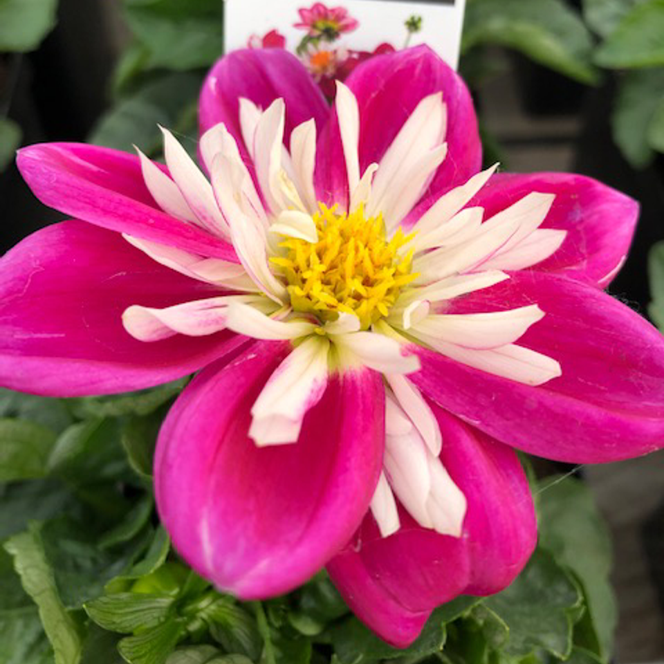 Dahlia feature photo