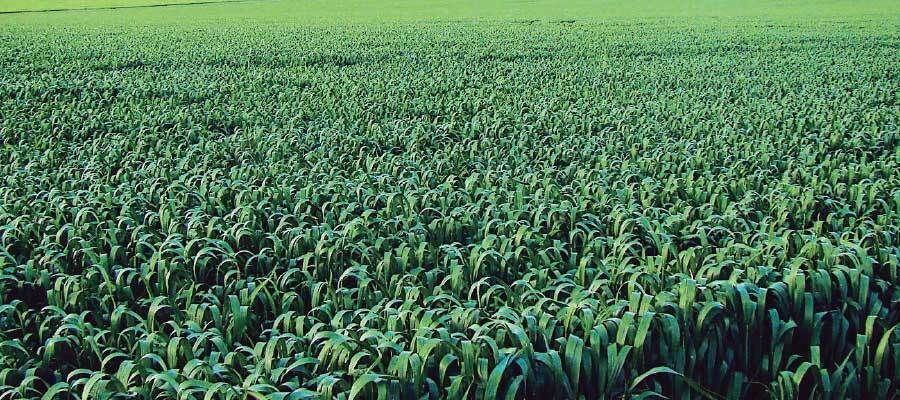 Forage Cereals Seeds