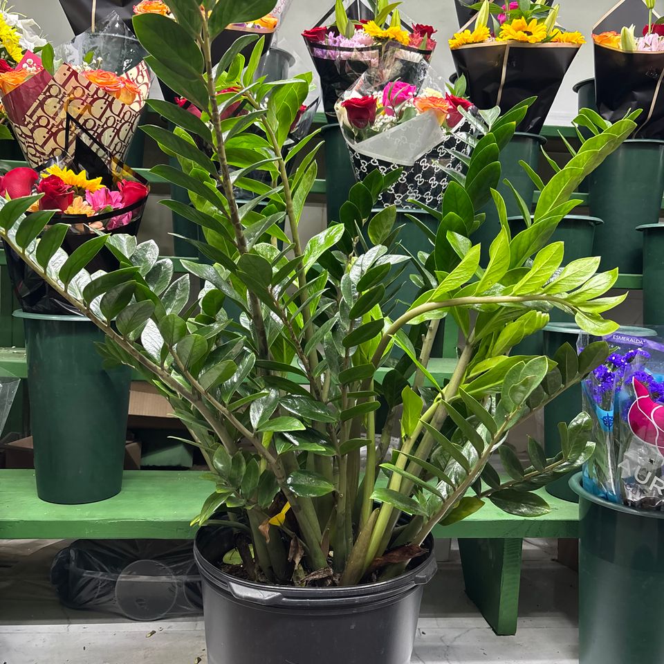 79832075378  08da96c8 d0b2 4f38 8864 50b96ac47dc5