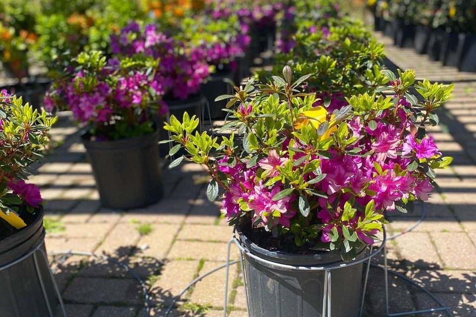 Azalea pick
