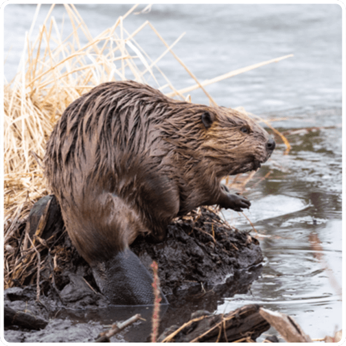 Wildlife beaver