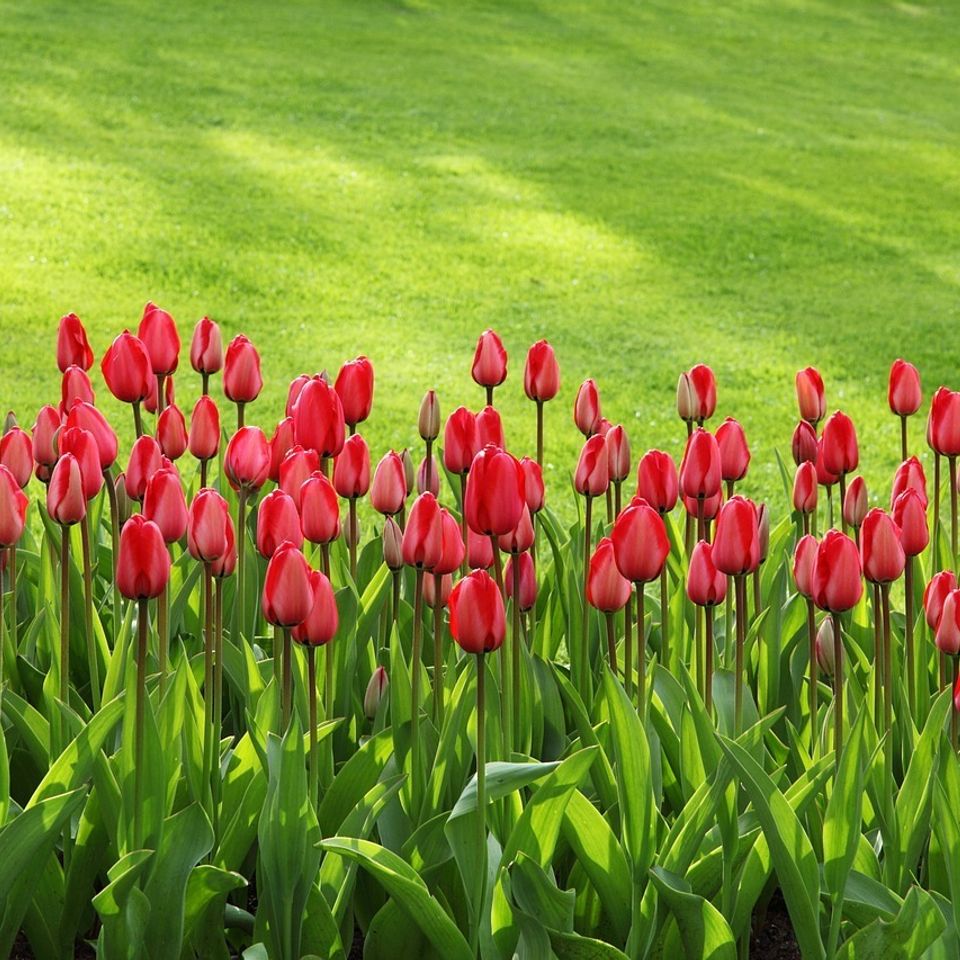 Tulips20170408 23921 10ocnbn